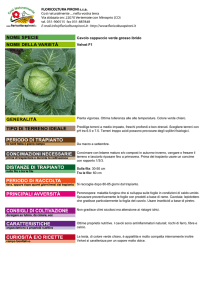 Cavolo cappuccio verde grosso ibrido Velvet F1