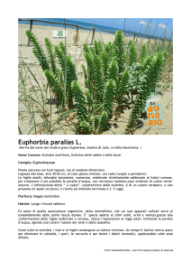 Euphorbia paralias L.