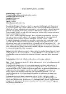 `Giuggiolo` Nome%scientifico:`Ziziphus`