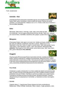 Actinidia - Kiwi Gelso Melograno Giuggiolo