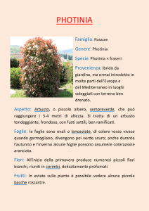 photinia