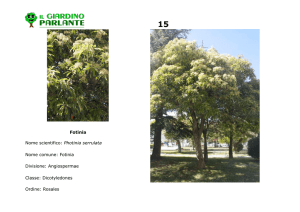 Fotinia Nome scientifico: Photinia serrulata Nome comune: Fotinia