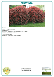 Scheda Photinia - Verde Commerce