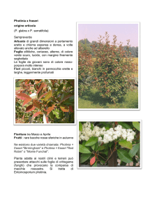 Photinia x fraseri origine orticola (P. glabra x P. serratifolia