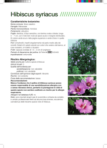 Hibiscus syriacus