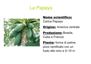 La Papaya - ipc Brunico
