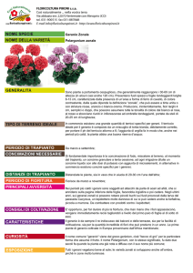 Geranio Zonale Pelargonium zonale