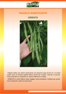 Cora Seeds- Fagiolo Oriente