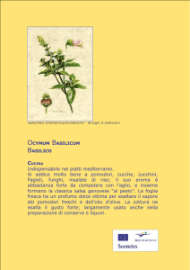 Scheda basilico