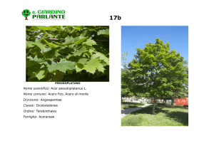 Nome scientifico: Acer pseudoplatanus L. Nome comune: Acero fico