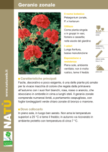 Geranio zonale - Dichio vivai garden