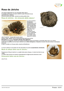 Rosa di Jéricho - PerVivereMeglio.com
