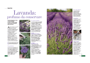 Lavanda - Aboutgarden