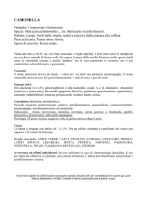 camomilla - Sarandrea