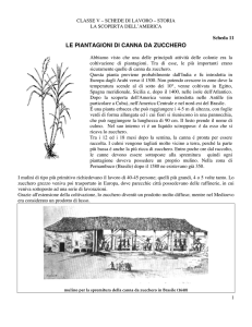 LE PIANTAGIONI DI CANNA DA ZUCCHERO