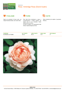 Rosa Ambridge Rose (David Austin)