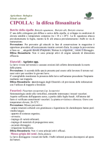 CIPOLLA: la difesa fitosanitaria