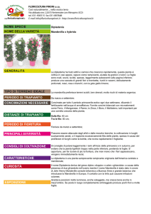 scheda tecnica - Floricoltura Pironi