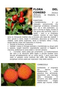 flora del conero