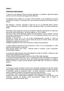Pagina 1 Coltivazione degli asparagi I “bancali” per gli asparagi