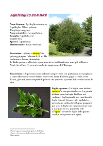 agrifoglio comune - I Nostri Amici Alberi