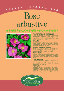 Rose arbustive