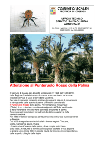 Attenzione al Punteruolo Rosso della Palma