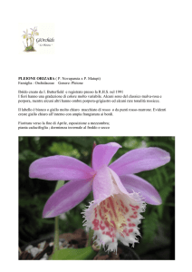 PLEIONE ORIZABA ( P. Novaparuta x P. Matupi)