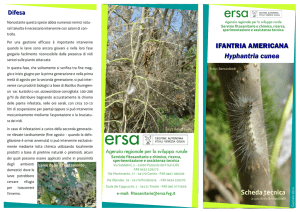 Scheda tecnica Hyphantria cunea