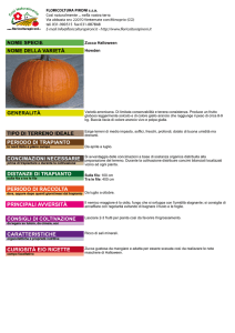 Zucca Halloween Howden