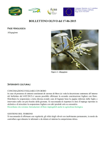 Bollettino del 17-06-2015