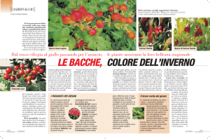 LE BACCHE, COLORE DELL`INVERNO