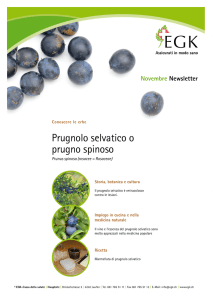 Prugnolo selvatico - Gas Sesto Calende