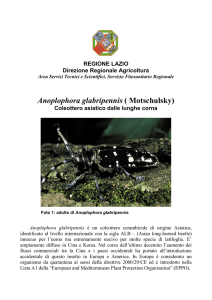 Opuscolo Tarlo asiatico del fusto - Agricoltura