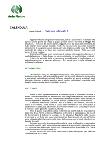 calendula officinalis dt