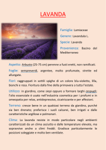 lavanda - I Prodotti del Mendel