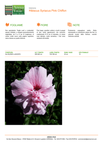 Hibiscus Syriacus Pink Chiffon