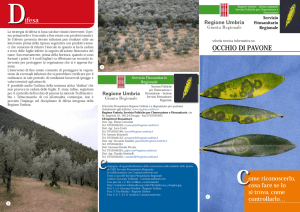 Occhio di pavone