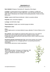 scheda dragoncello - Il Giardino dei Semplici
