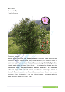 Rosa canina