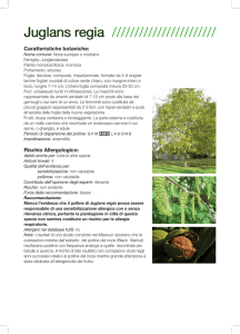 Juglans regia
