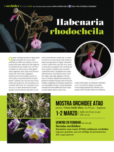Orchidee 172.indd