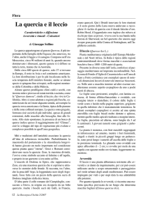 La quercia e il leccio