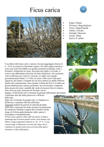 Ficus carica