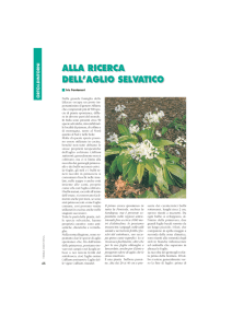 l`aglio selvatico