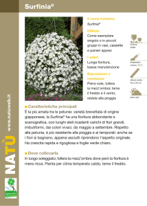 Surfinia - Dichio vivai garden