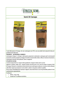 Semi Di Canapa