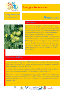 Pomodoro