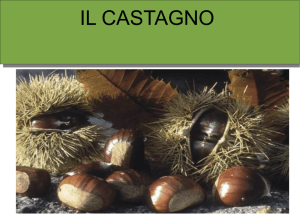 il castagno - Dott. For. MICHELE FEDELI