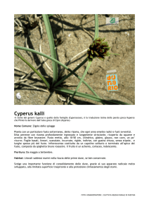 Cyperus kalli - Legambiente Paestum